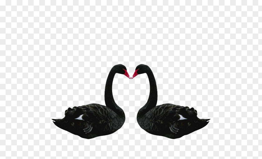 Black Swan The Swan: Impact Of Highly Improbable Bird PNG