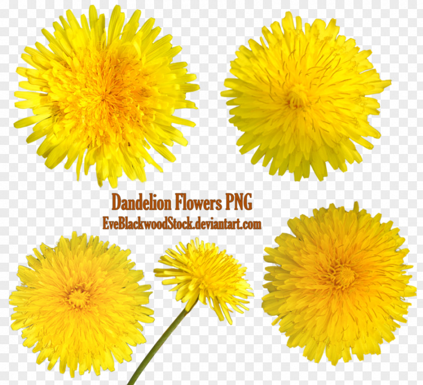 Dandelion Clip Art PNG