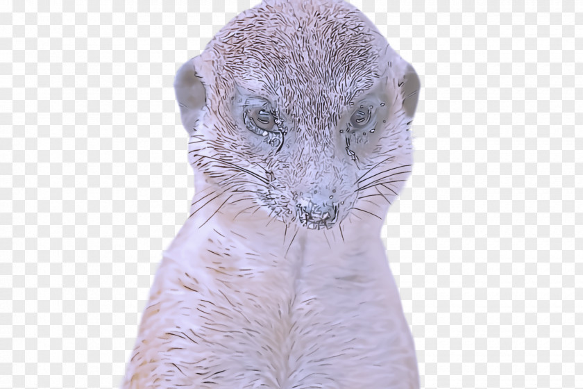 Figurine Cat Whiskers PNG