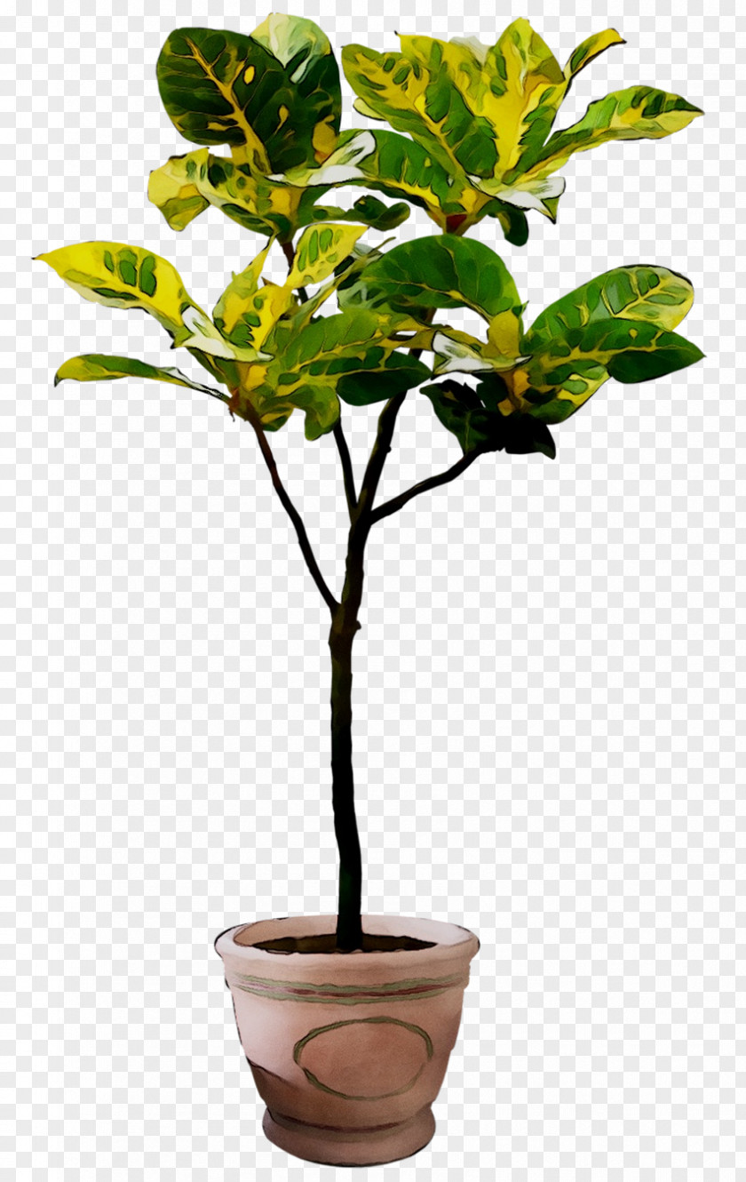 Flowerpot Houseplant PNG
