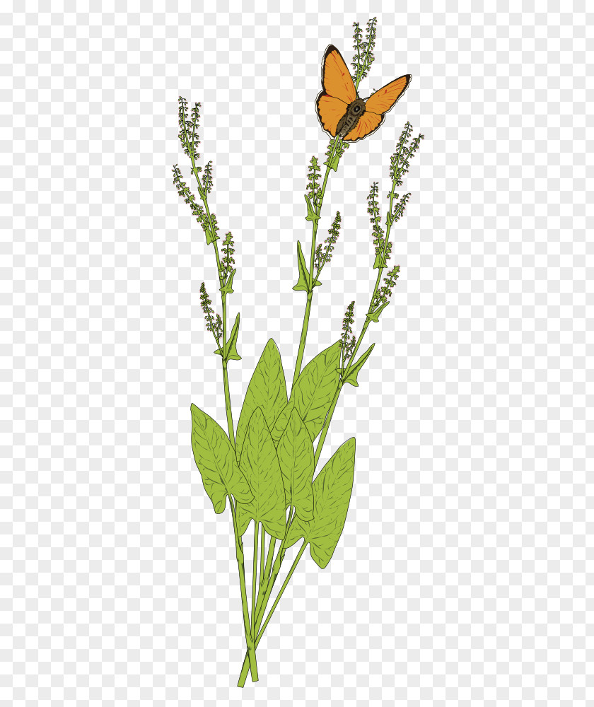 La Purisima Small Blue Butterfly Monarch Papillon Dog Brush-footed Butterflies Clip Art PNG