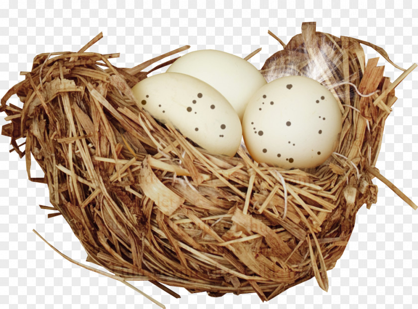 Nest Bird PNG