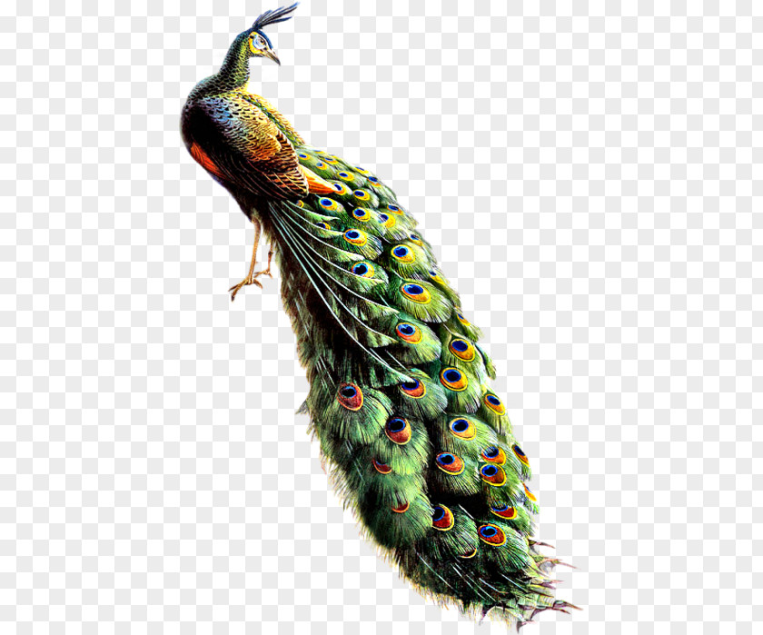 Peacock Collections Best Image Bird Asiatic Peafowl Feather PNG