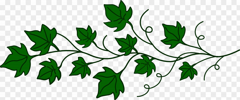 Vines Common Grape Vine Clip Art PNG