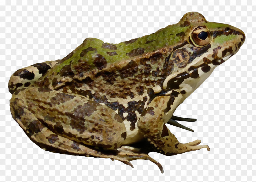 American Bullfrog Amphibians Transparency PNG