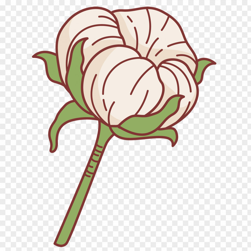 Cotton Plant Vector Graphics Image Packaging And Labeling PNG