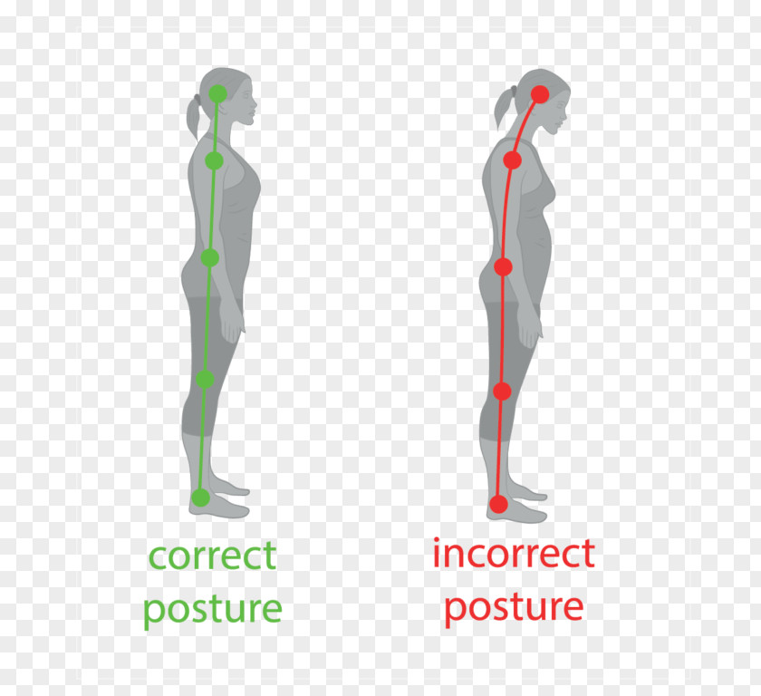 Neutral Spine Poor Posture Standing Human Body Vertebral Column PNG