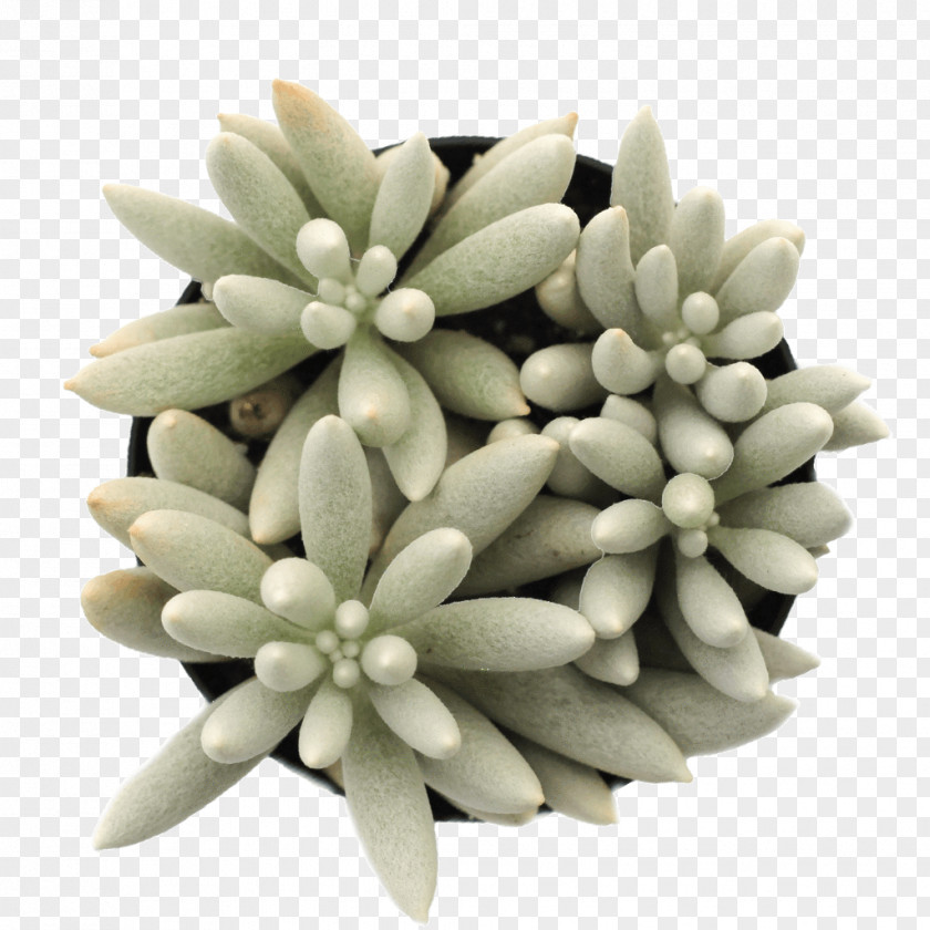 Plant Woolly Senecio String-of-pearls Succulent Soil PNG