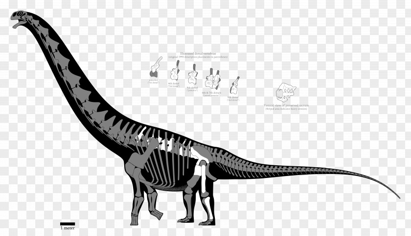 T Rex Argentinosaurus Puertasaurus Tyrannosaurus Dinosaur Epachthosaurus PNG