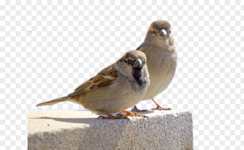 Two Sparrows House Sparrow Bird Owl Finch PNG