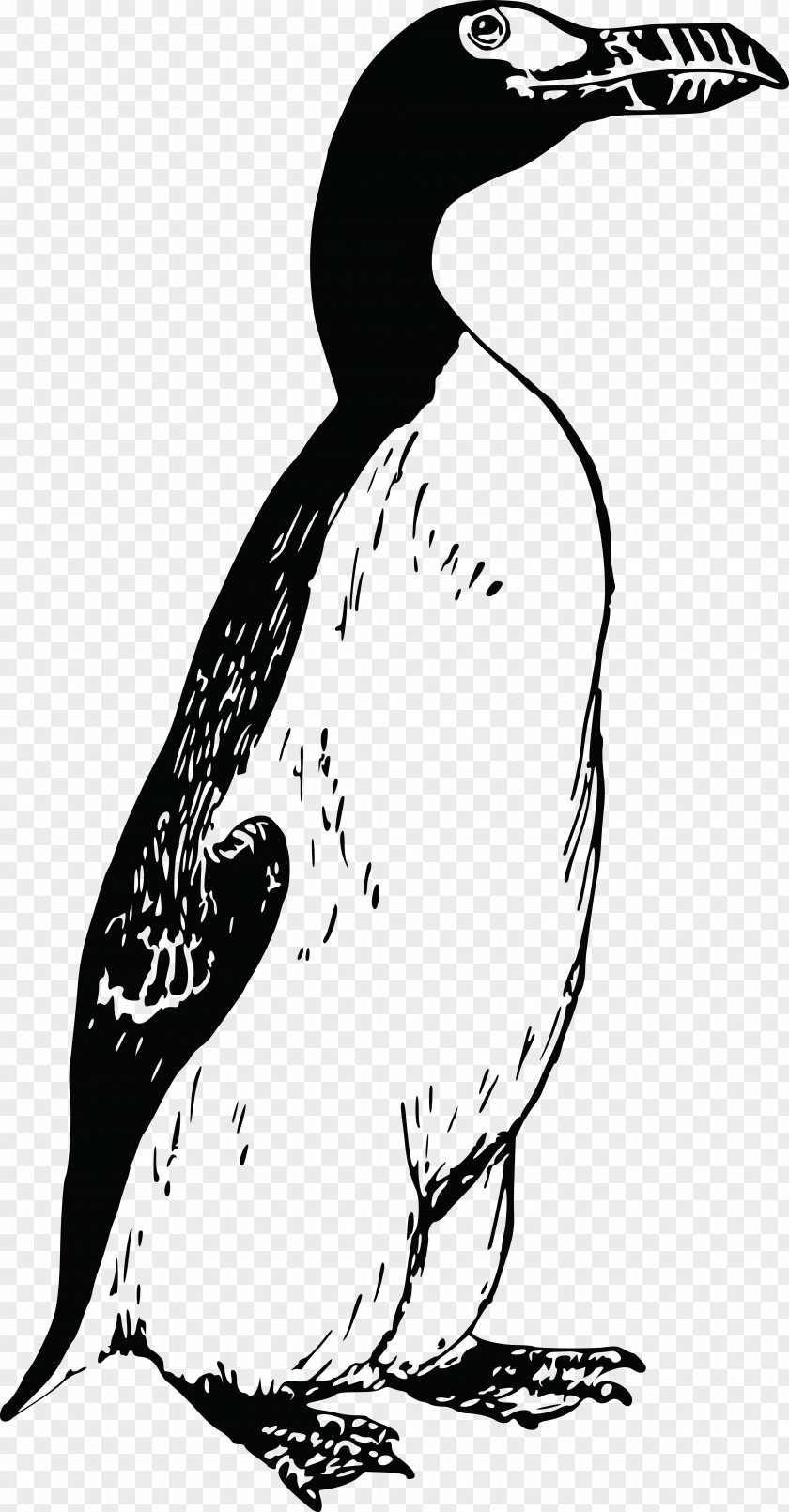 Penguins Great Auk Penguin Bird Clip Art PNG
