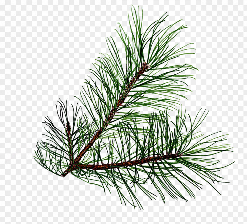 Pine Cliparts Free Leaf Tree Conifer Cone Pinus Palustris Clip Art PNG