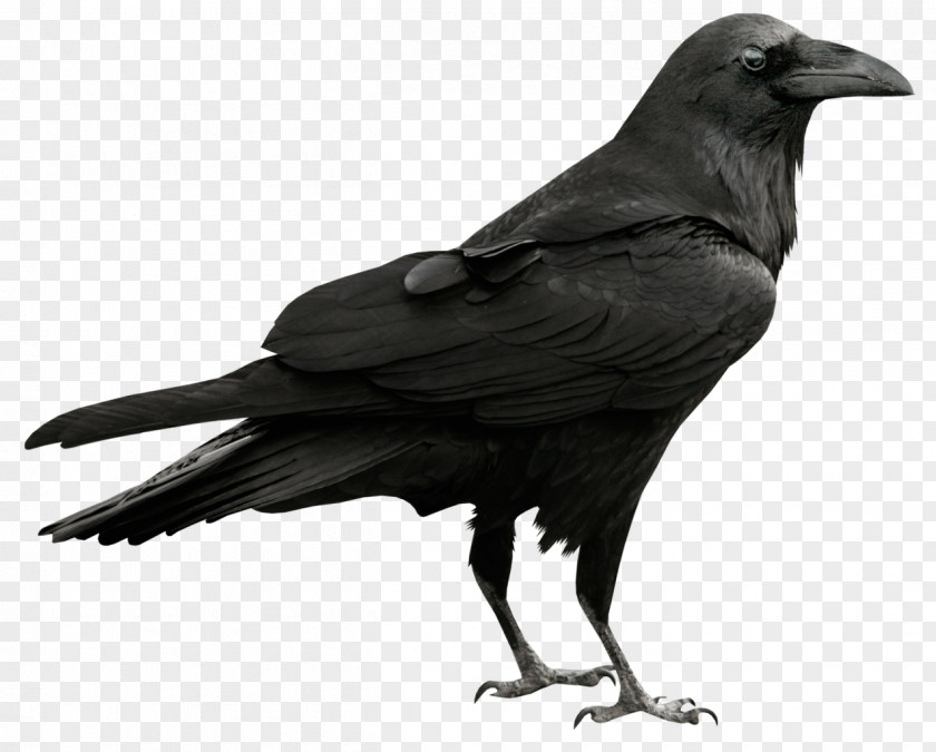 Raven Transparent Picture Common Clip Art PNG