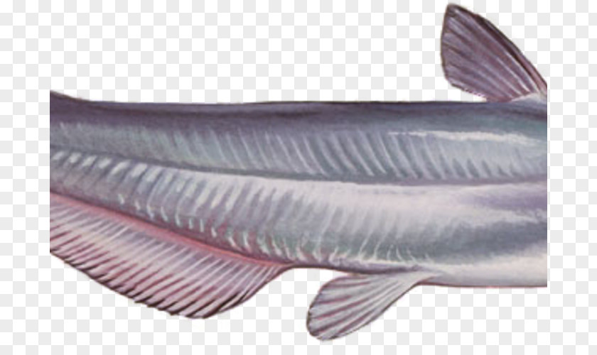 Blue Catfish Fish Products Milkfish Oily PNG