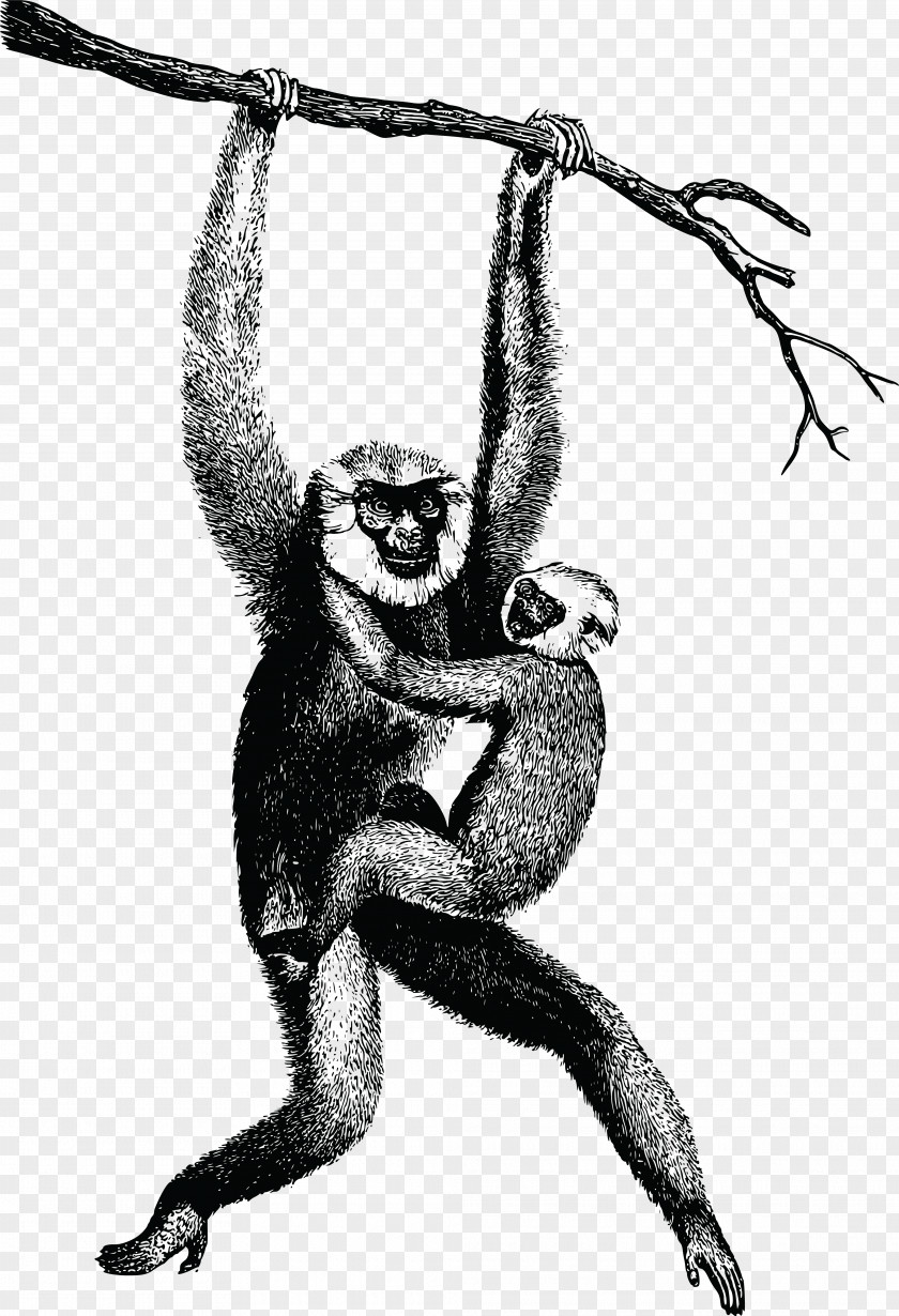 Monkey Homo Sapiens Gibbon Clip Art PNG