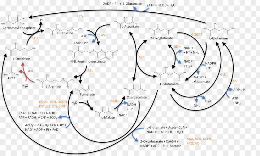 Ornithine Glutamine Glutamic Acid Arginine Aspartic PNG