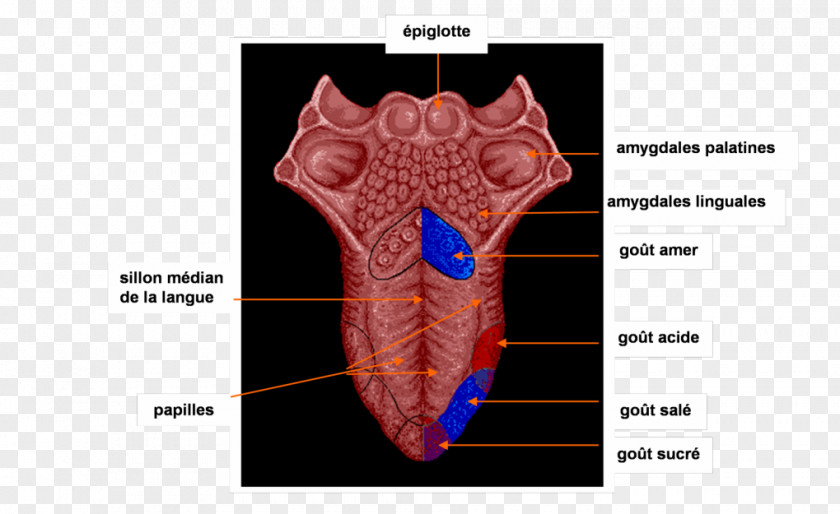 Tongue Taste Bud Botones Gustativos Human Anatomy PNG