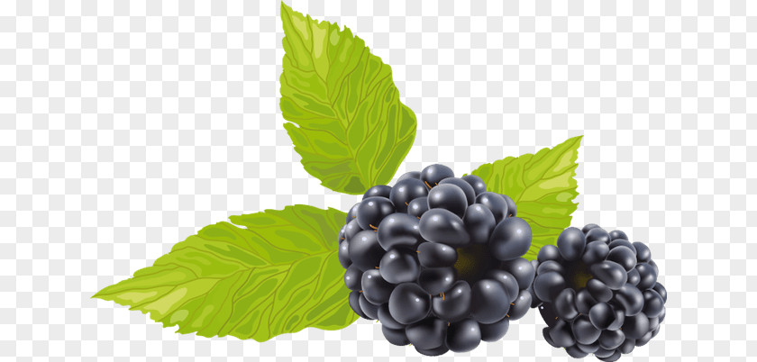 Blackberry Fruit Clip Art PNG