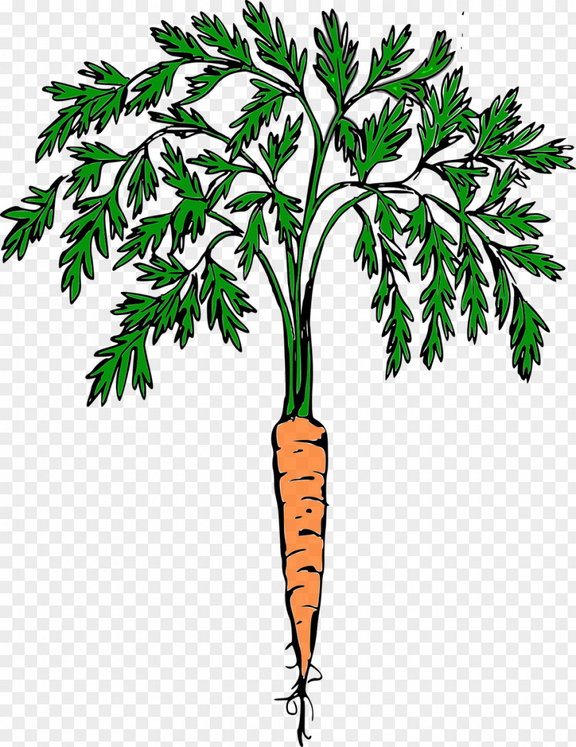 Carrot Clip Art Vegetable PNG