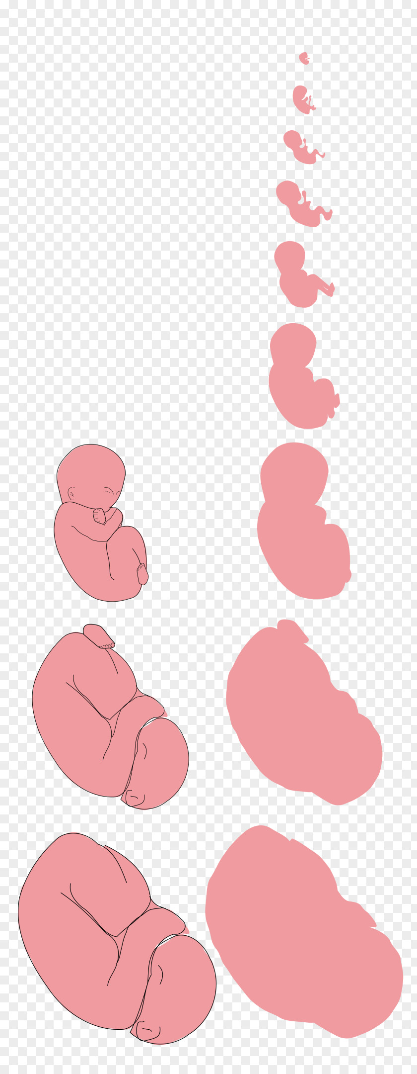 Fetus Pregnancy Embryo Pharmaceutical Drug Clip Art PNG