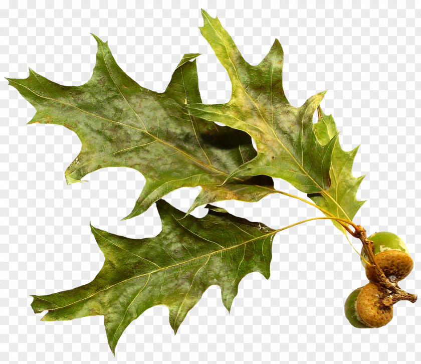 Leaf Oak Branch PNG