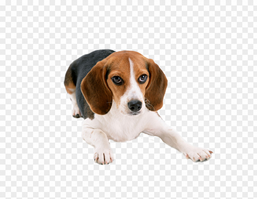 Lovely Large Dogs Beagle Basset Hound Puppy Cat Dog Breed PNG