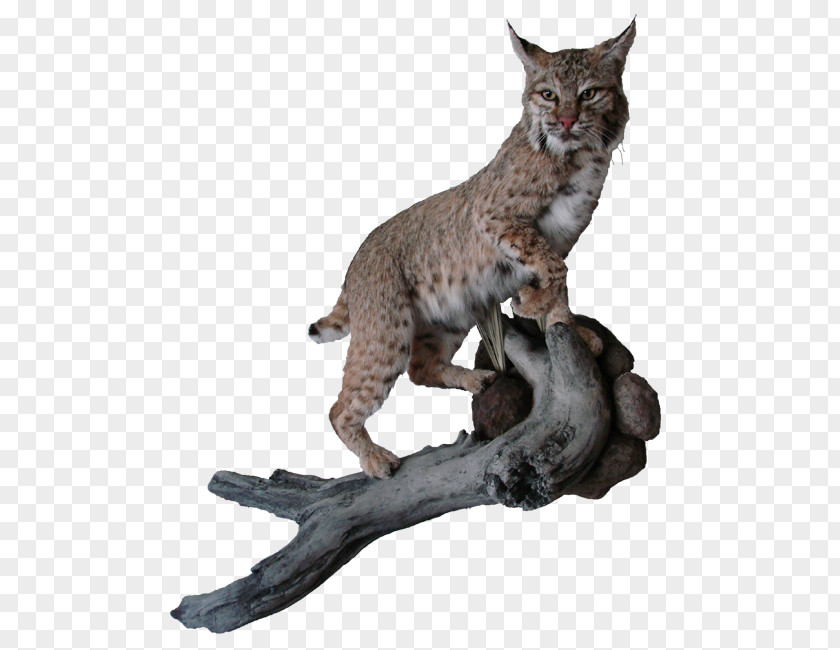 Mount Bobcat Deer Elk Cougar Moose PNG