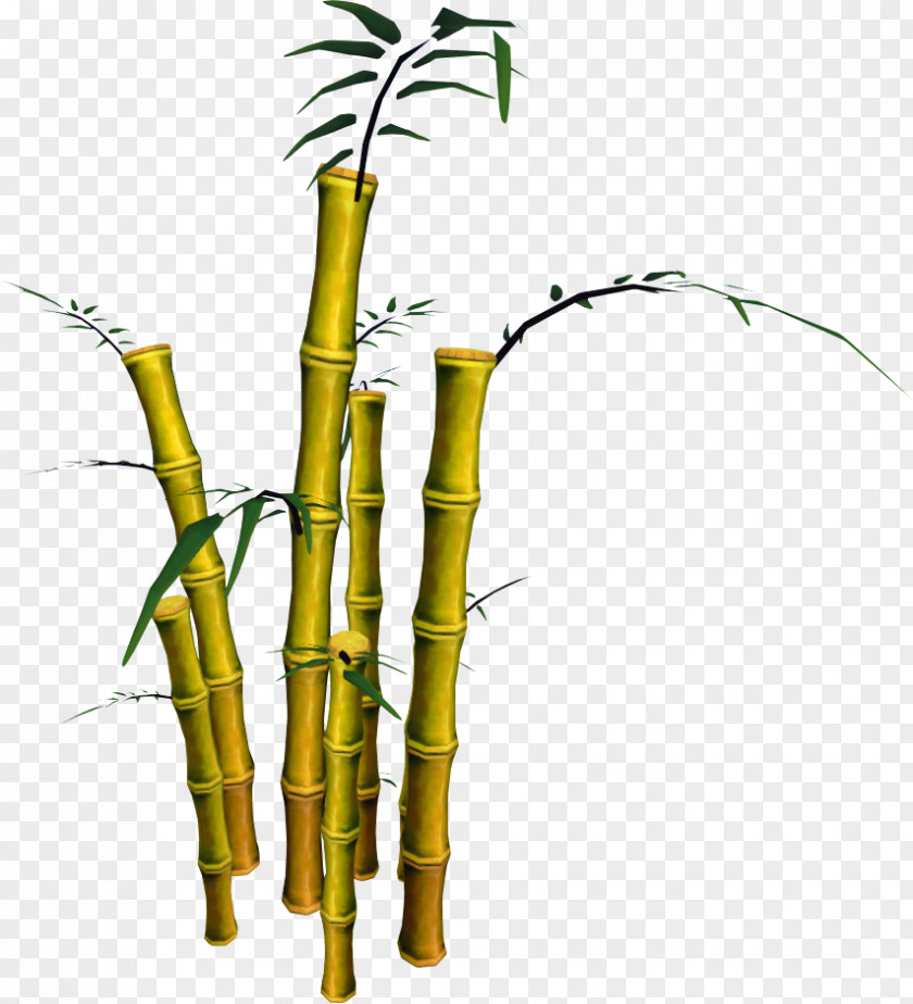 Bamboo Tree Phyllostachys Aurea Plant PNG