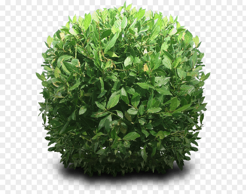 Bush Round PNG Round, green leaves clipart PNG