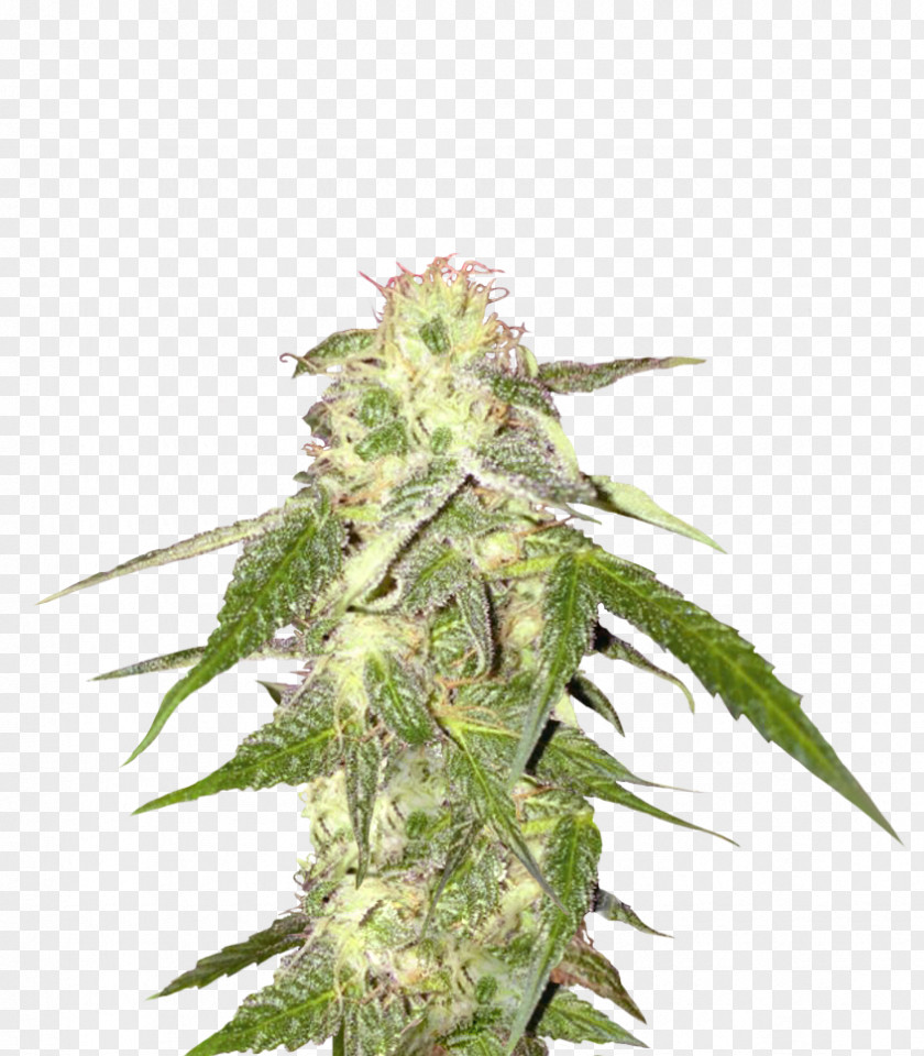 Cannabis Seed Hemp PNG