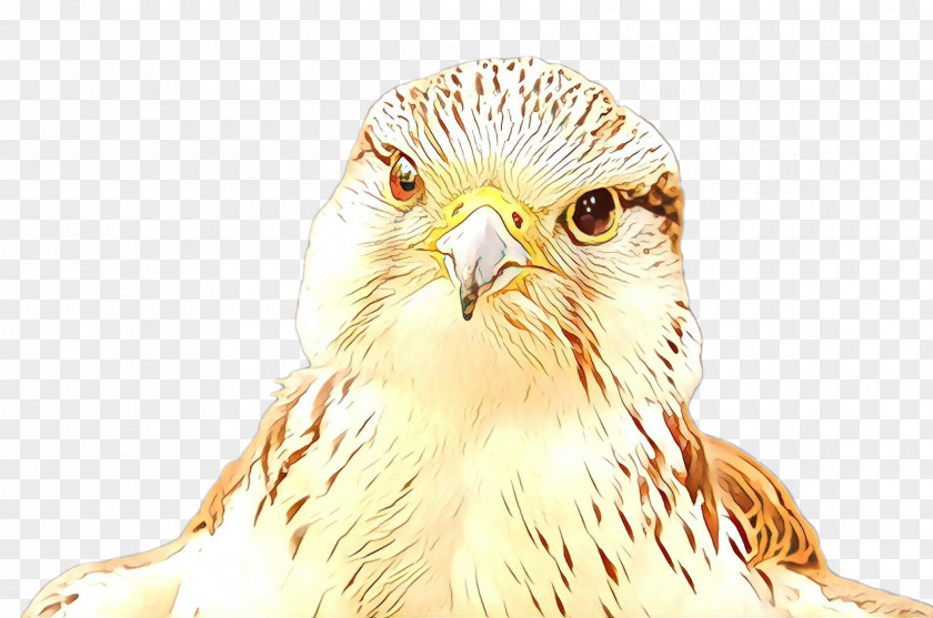 Red Shouldered Hawk Adaptation Owl Cartoon PNG