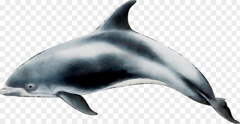 Spinner Dolphin Short-beaked Common Bottlenose Tucuxi Striped PNG
