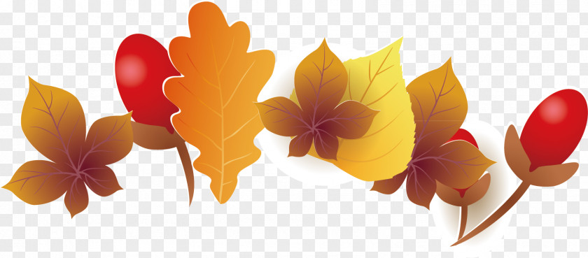 Vector Maple Leaf Picture Floral Design PNG