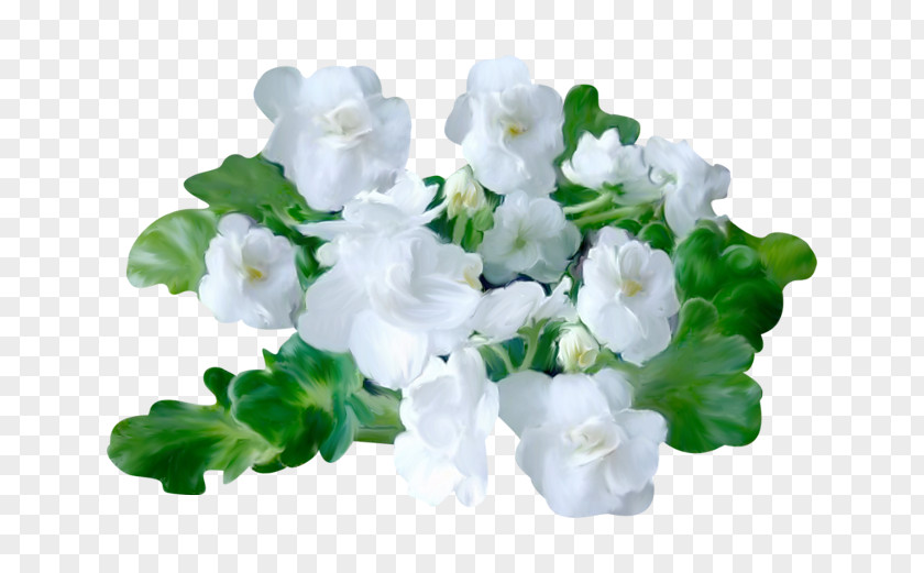 Violet African Violets Keukenhof LiveInternet Flower PNG