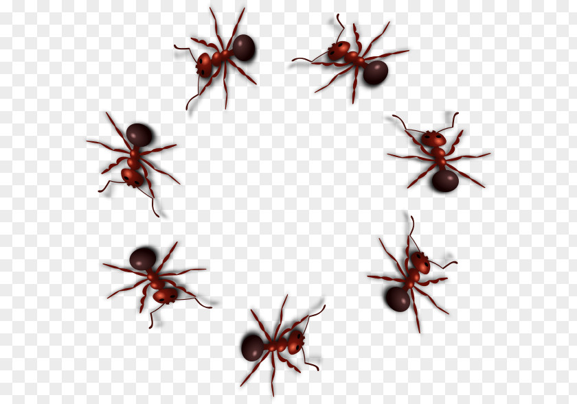 Ants Black Carpenter Ant Insect Clip Art PNG