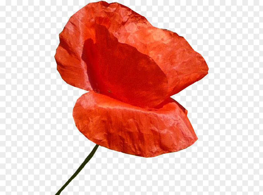 Common Poppy Automobile Club De L'Ouest Red Glass PNG