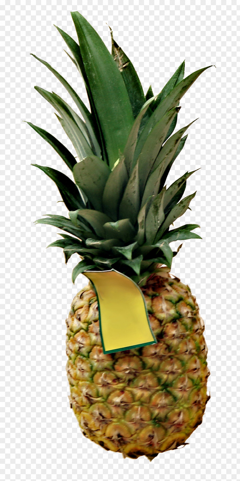 Current Pineapple Image Download Clip Art PNG