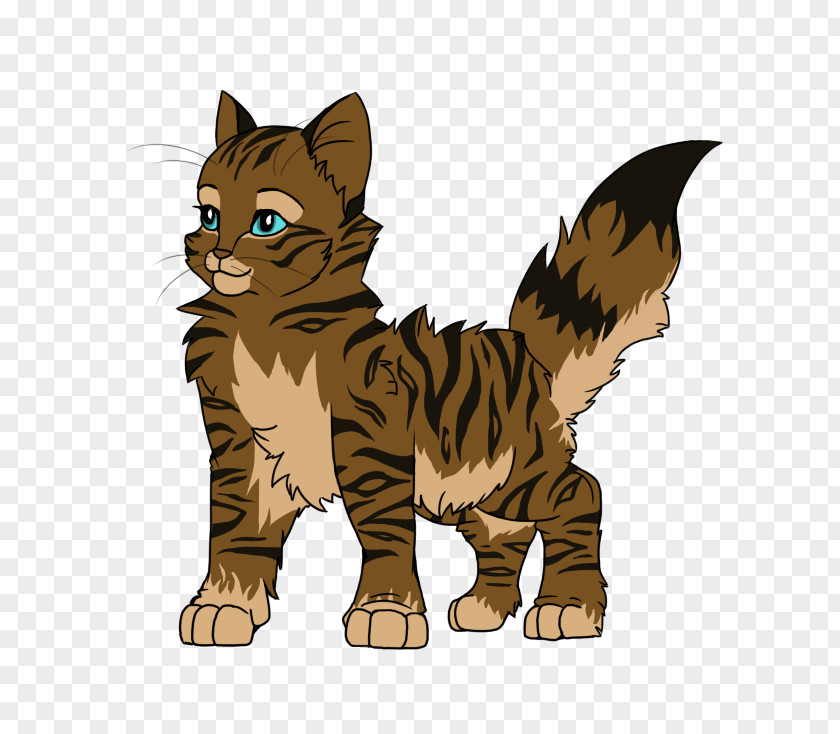 Kitten Whiskers Wildcat Tabby Cat PNG