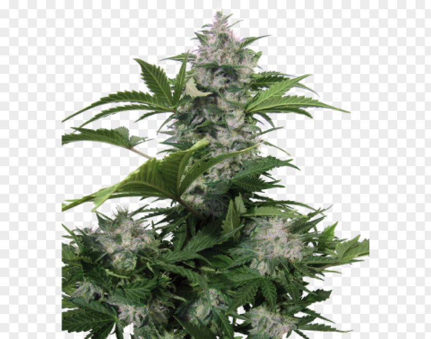 Skunk Autoflowering Cannabis Seed White Widow Dwarf PNG