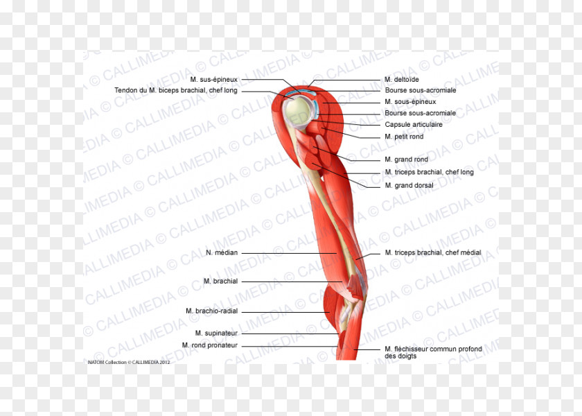 Arm Thumb Muscle Nerve Shoulder PNG