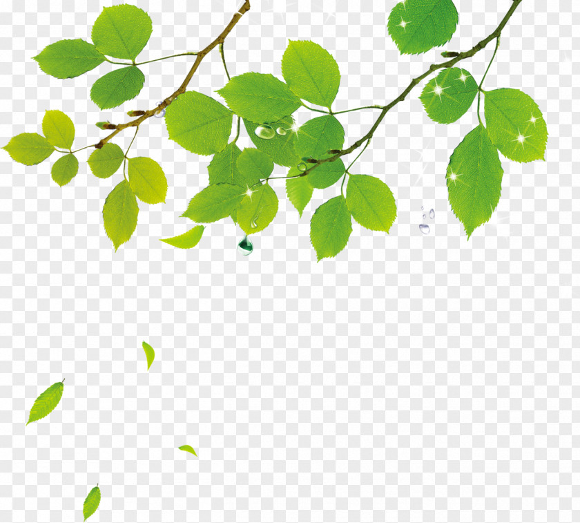 Leaves Download Leaf Adobe Illustrator PNG