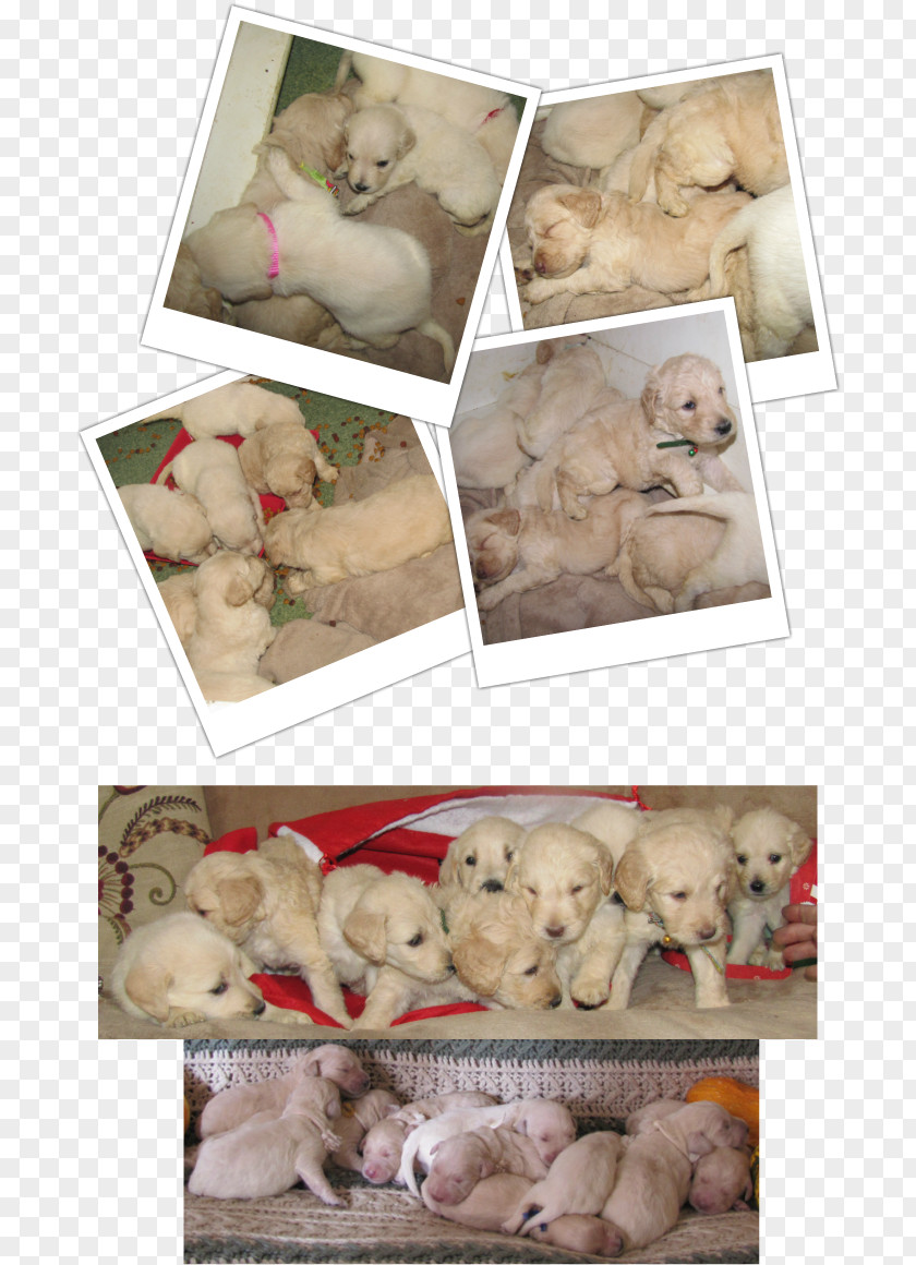 Puppy Dog Breed Sporting Group Retriever PNG