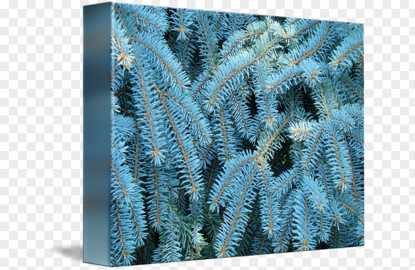 Spruce Branch Biome Pine Family PNG