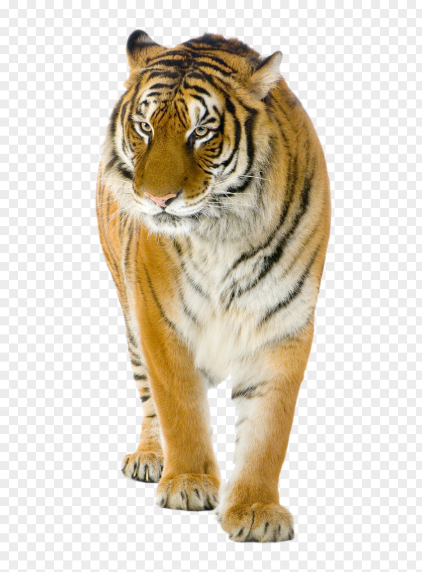 Tiger Lion Felidae Bengal Stock Photography PNG