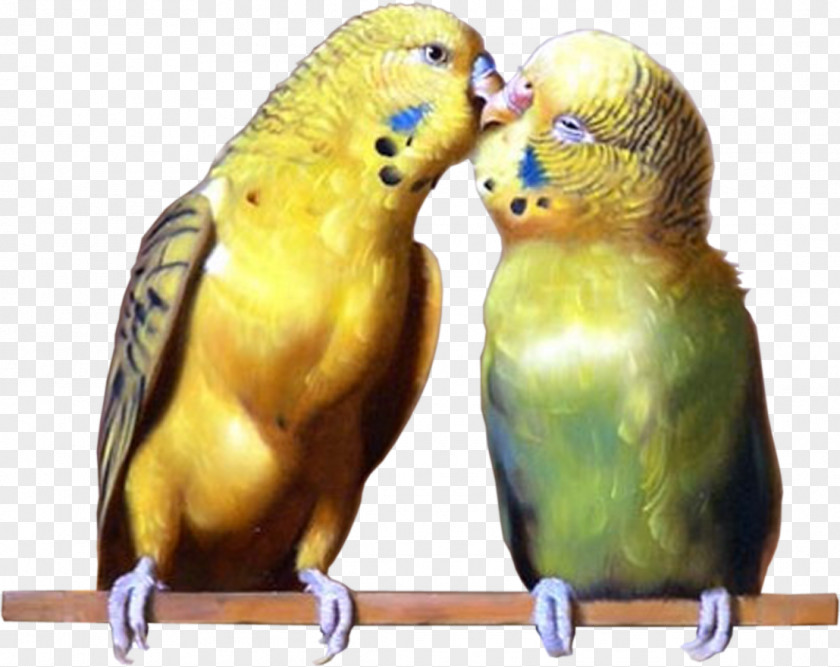 Bird Budgerigar Lovebird Parrots Parakeet PNG