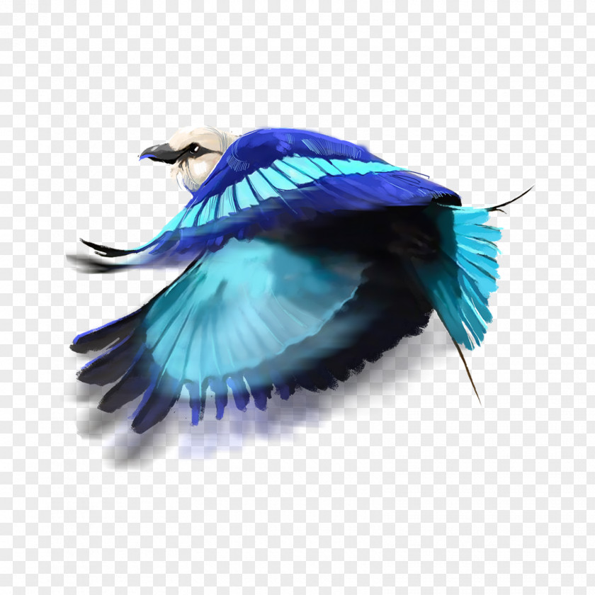 Feather Turquoise PNG