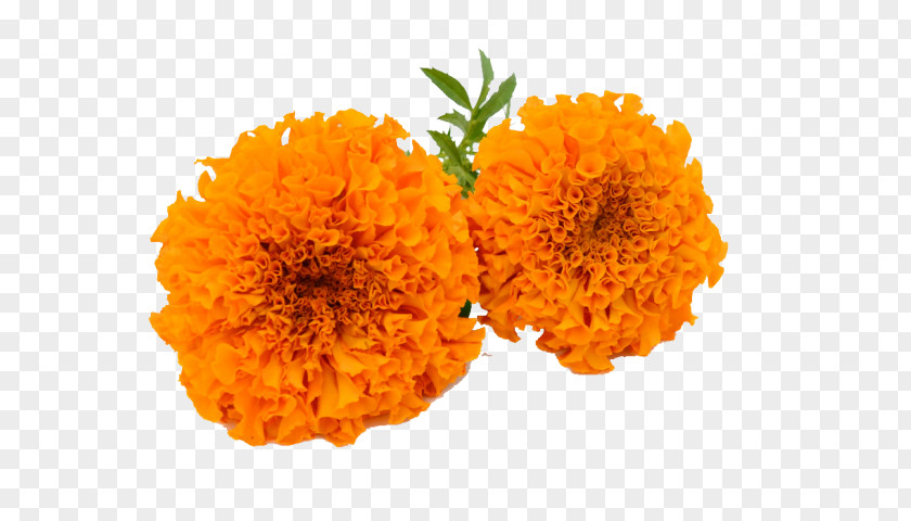 Marigold Ecommerce English Clip Art Image Vector Graphics PNG