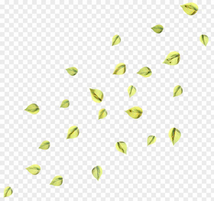 Plant Yellow Green Leaf Background PNG