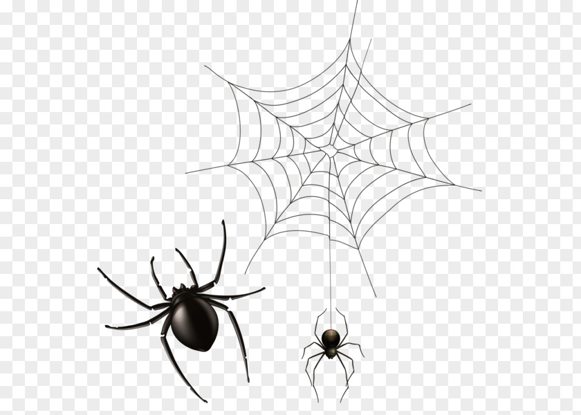 Spider Web Clip Art PNG