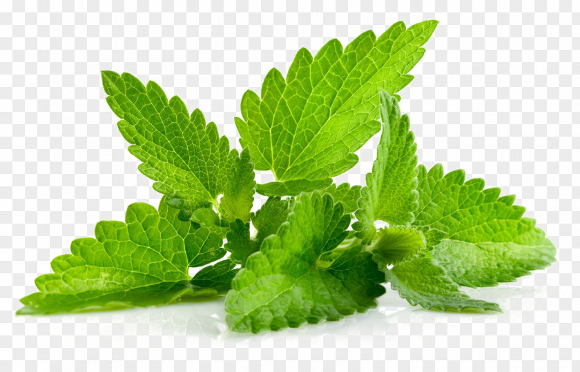 Stevia Rebaudiana Peppermint Leaf Plant Herb Mint Herbal PNG